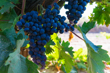 A perfect, ripe and spectacular bunch of grapes just ready to be harvested.