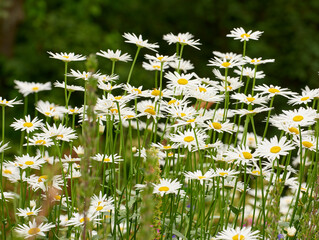 A group of daisies or marguerite blooming in a park at sunset. White flowers with yellow pistils in field outside during summer day. Blossoming plants growing in the garden or backyard in spring