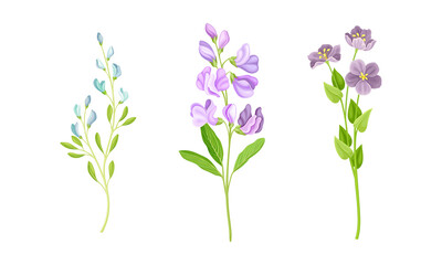 Fototapeta na wymiar Beautiful delicate wild flower set. Herbaceous flowering plants vector illustration isolated on white