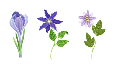 Obraz na płótnie Canvas Collection of beautiful purple wild flowers. Herbaceous flowering plants vector illustration