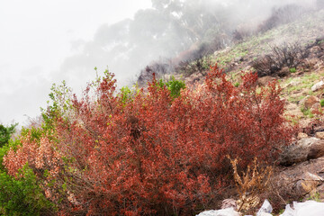 Colorful bushes on a mountain landscape on a misty morning in nature with copyspace. Leaves...