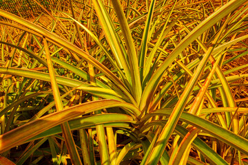 Closeup of a pineapple plant growing in an empty field at sunset in Oahu, Hawaii, United States of America. Organic tropical fruit being grown on a plantation or a farm land during harvesting season