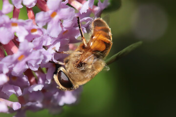 Eristale semblable (Eristalis similis)
