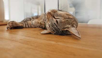 Cute cat sleeping on living room floor at home. Adorable feline taking nap in the day on a wooden surface. Domesticated animal laying in the lounge. Relaxed pet resting in a house. Happy cat napping - Powered by Adobe