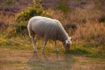 Obraz na płótnie Canvas One sheep grazing in a field in the morning. A domesticated farm animal eating green grass in a fresh heather meadow. Lamb or livestock pasture in a purple blooming pastoral land during spring