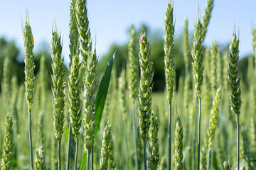 Cereals, cultivation. Young field, green wheat, rye close-up