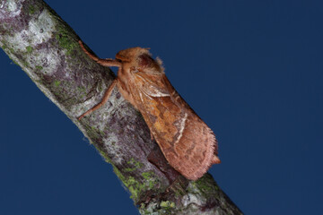 La sylvine, un papillon nocturne de  la fin de l'été (Triodia sylvina)