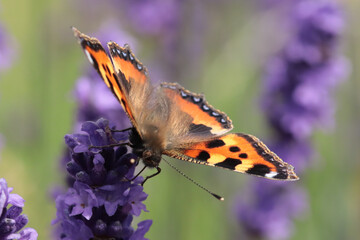 Petite Tortue (Aglais urticae)