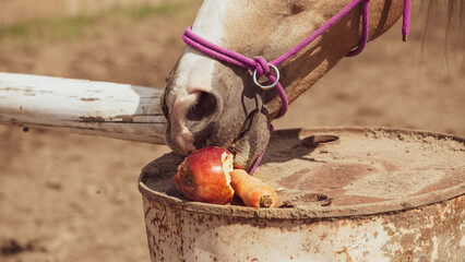 The horse eats apples and carrots. Horse nutrition
