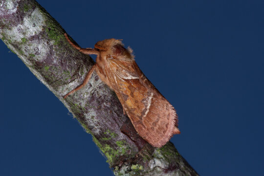 La sylvine, un papillon nocturne de  la fin de l'&eacute;t&eacute; (Triodia sylvina)