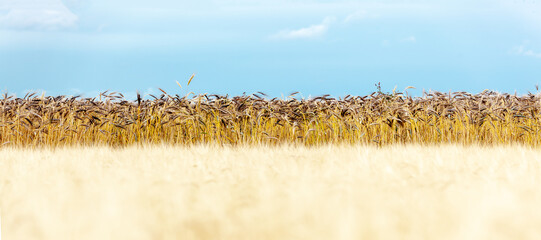 Spikes of black emmer wheat, ancient Egyptian grain growing.
Panoramic banner of Black Emmer Wheat...