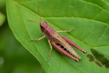 Criquet des pâtures (Pseudochorthippus parallelus)