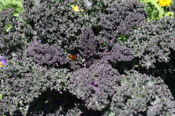 curly kale with purple leafs
