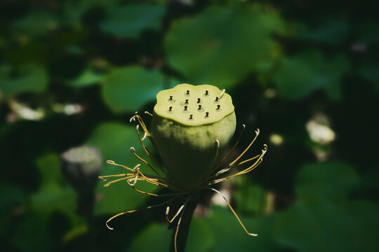 花托 Images Browse 2 156 Stock Photos Vectors And Video Adobe Stock