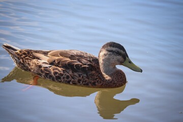 Stockente schwimmt auf dem Wasser