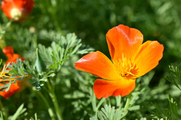 Fototapeta premium Orange and red flowers of Eschscholzia close-up from the genus Papaveraceae