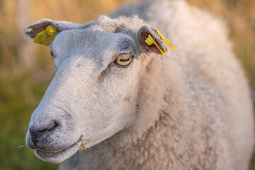 Portrait of a sheep in a heather meadow during sunset in Rebild National Park, Denmark. Closeup of one woolly sheep standing or walking on a blooming field or a pastoral land