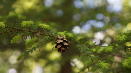 pine cone in the sun