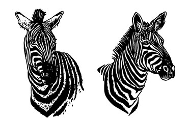 Fototapeta na wymiar Vector two portraits of zebra looking right isolated on white, graphical elements