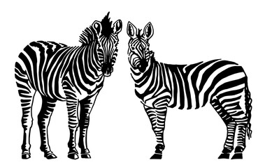 Graphical two  zebras standing and watching into the distance isolated on white, vector illustration for printing and design