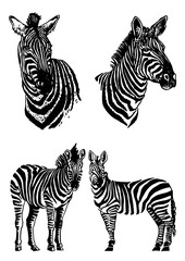 Vector set of zebras isolated on white, graphical elements, stripy animal of savanna
