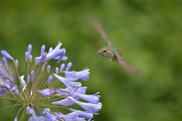 Hummingbird on Flower

