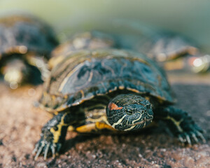 Turtles in Alice Keck Park Memorial Garden, Santa barbara, California.