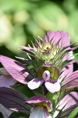 Striking Flowering Balmony Plant with Blossoms in the Summer