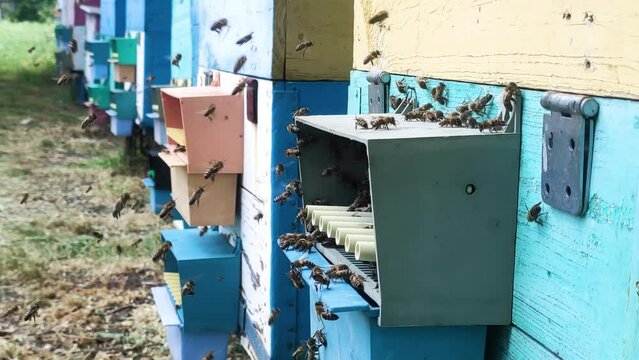 Row of bee hives while collecting pollen