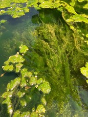 green moss on water