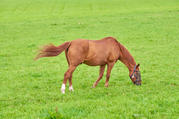 Fototapeta premium One brown horse grazing on an open green field on a meadow with copyspace. Chestnut pony or young foal eating grass on a ranch in the countryside. Tame equestrian farm animal freely roaming a pasture