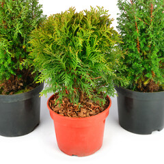 Cypress and thuja in flowerpot pot isolated on white .