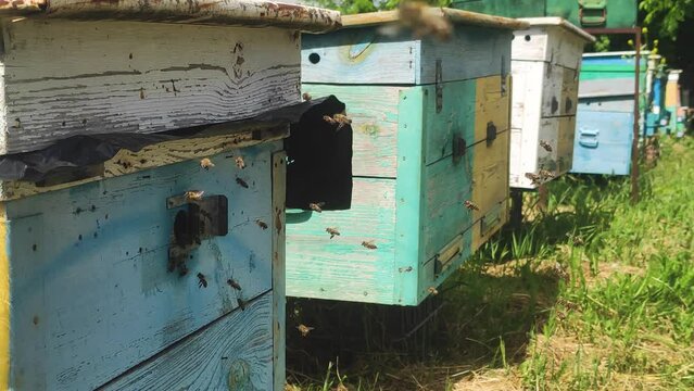 Row of bee hives while collecting pollen