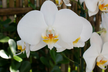 Beautiful natural white orchid flowers in the garden, perfect decoration for outdoors. 