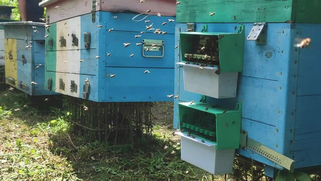 Row of bee hives while collecting pollen