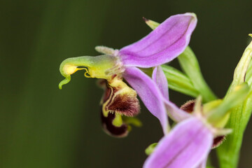 Ophrys abeille (Ophrys apifera)