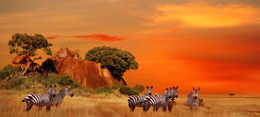 Zebras in der afrikanischen Savanne bei Sonnenuntergang. Serengeti-Nationalpark. Tansania. Afrika. Bannerformat.