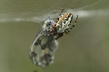 Epeire feuille de chêne --- Epeire des bois (Aculepeira ceropegia)