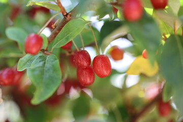 cherry silverberry fruits in the bush