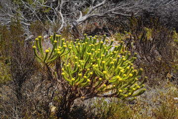 Fynbos in Table Mountain National Park, Cape of Good Hope, South Africa. Closeup of scenic landscape environment with fine bush indigenous plant and flower species growing in a nature reserve