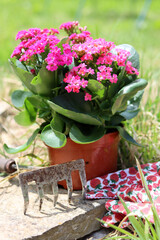 Close up photo of blossoming pink potted plant, garden gloves and rake. Seasonal works in the garden. Sunny day photo. 