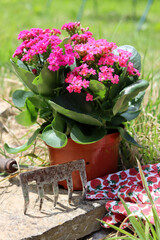 Close up photo of blossoming pink potted plant, garden gloves and rake. Seasonal works in the garden. Sunny day photo. 