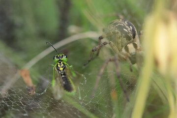 Agelena labyrinthica