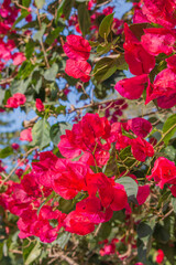 Beautiful pink Bougainvillea with a blue sky. 