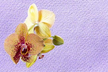 Orange burgundy orchid flower closeup isolated on lilac mauve lavender color 2022 background with the texture of coarse burlap as postcard with copy space for text and as mockup.