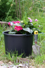 Garden flowers in a pot. Blossoming bush close up photo. Sunny summer day. 