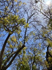 trees and sky