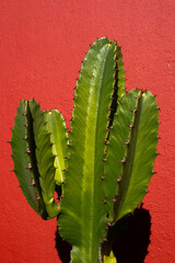 Close-up of tall cactus with a red background.  