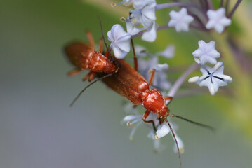 Téléphore fauve --- Cantharide fauve (Rhagonycha fulva)