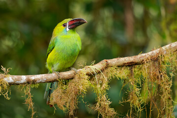 Crimson-rumped Toucanet - Aulacorhynchus haematopygus  bird in Ramphastidae found in humid Andean forests in Ecuador, Colombia and Venezuela, green plumage, maroon-red rump